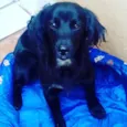 Mel