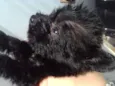 Filhotes de cachorro