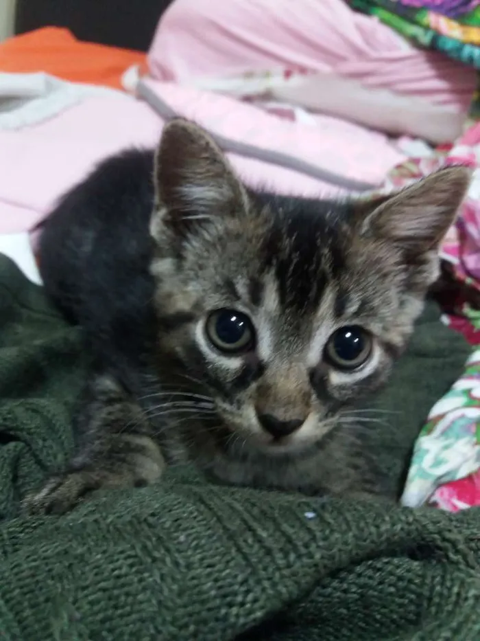 Gato ra a Sem raça definida  idade Abaixo de 2 meses nome Mag