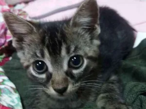 Gato raça Sem raça definida  idade Abaixo de 2 meses nome Mag