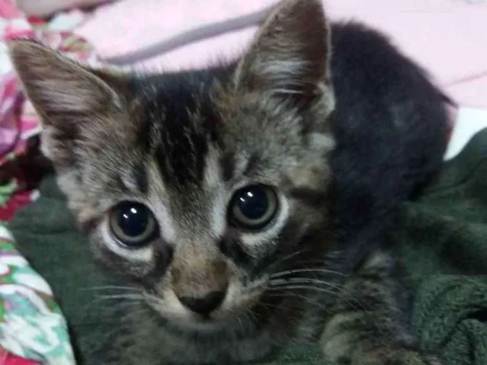 Gato ra a Sem raça definida  idade Abaixo de 2 meses nome Mag