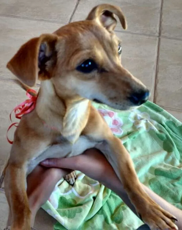 Cachorro ra a SRD idade 2 a 6 meses nome Mel