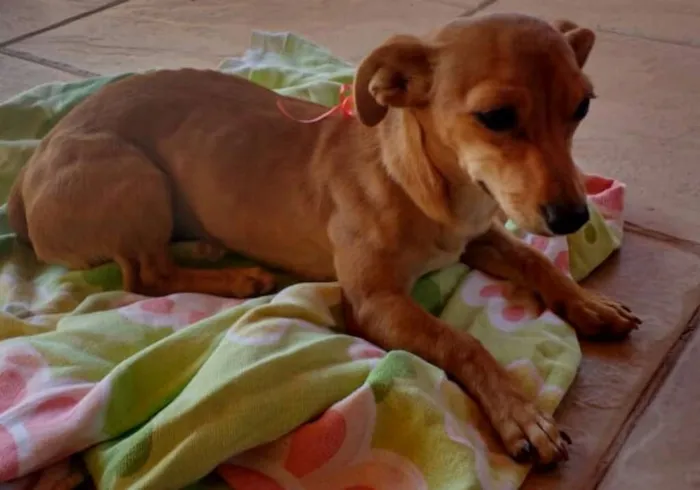 Cachorro ra a SRD idade 2 a 6 meses nome Mel