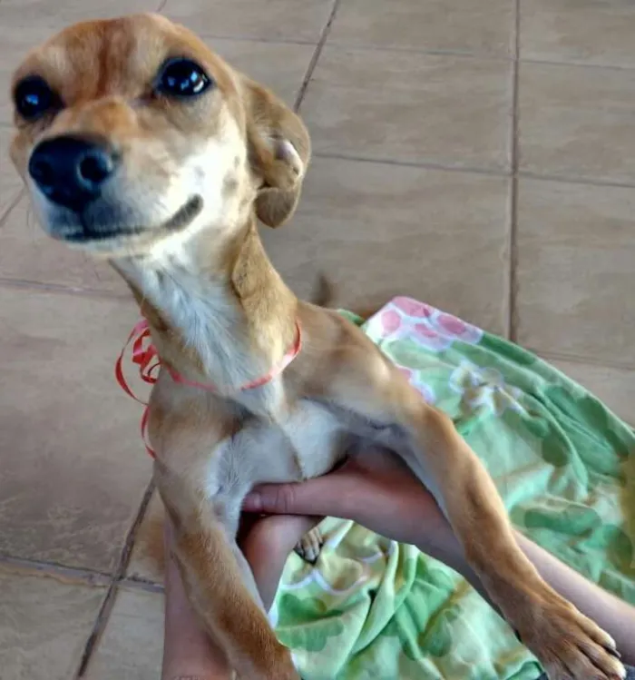 Cachorro ra a SRD idade 2 a 6 meses nome Mel