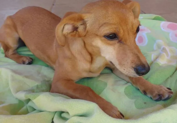 Cachorro ra a SRD idade 2 a 6 meses nome Mel