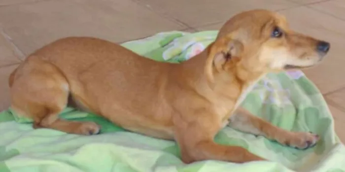 Cachorro ra a SRD idade 2 a 6 meses nome Mel