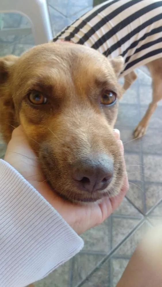 Cachorro raça Vira lata idade 5 anos nome Sheron