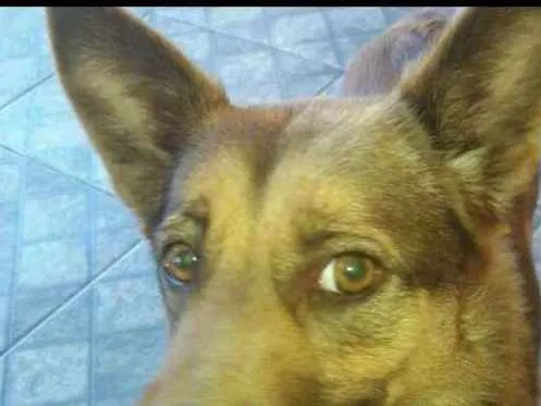 Cachorro raça Vira lata idade 5 anos nome Sheron