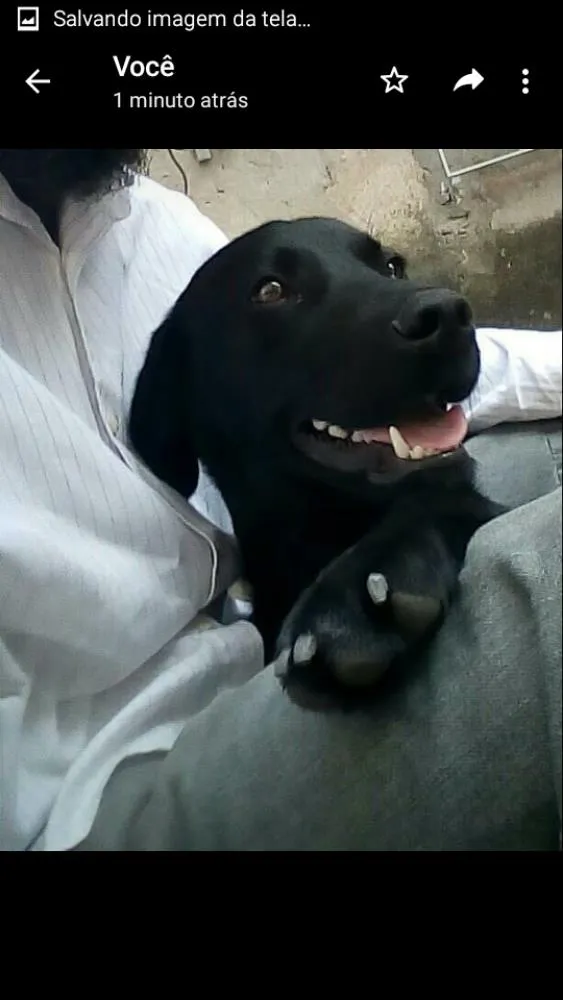 Cachorro ra a Labrador idade 7 a 11 meses nome Sansao