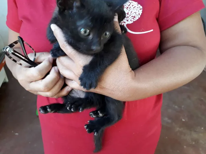 Gato ra a SRD idade Abaixo de 2 meses nome Sem nome 