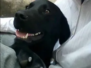 Cachorro raça Labrador idade 7 a 11 meses nome Sansao