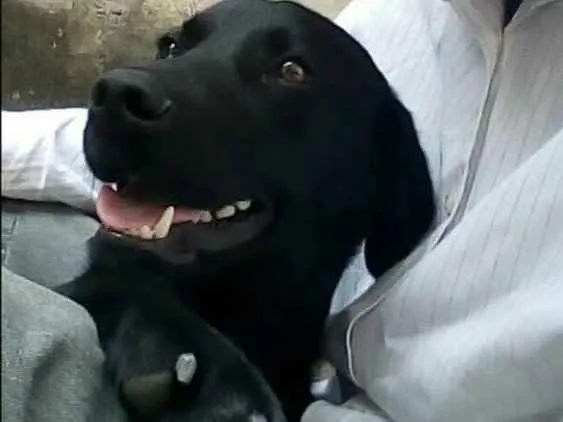 Cachorro ra a Labrador idade 7 a 11 meses nome Sansao