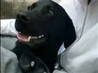 Cachorro raça Labrador idade 7 a 11 meses nome Sansao