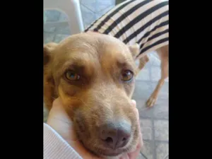 Cachorro raça Vira lata idade 5 anos nome Sheron