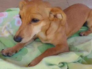 Cachorro raça SRD idade 2 a 6 meses nome Mel