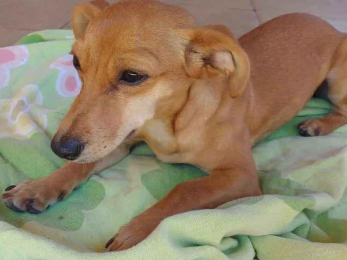Cachorro ra a SRD idade 2 a 6 meses nome Mel