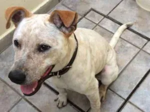 Cachorro raça S raça idade 1 ano nome S nome