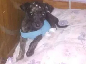 Cachorro raça Vira lata idade Abaixo de 2 meses nome Fiona 