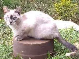 Gato raça Srd idade 7 a 11 meses nome Sem nome