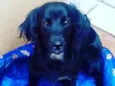 Mel