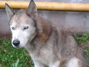 Cachorro raça husk siberiano idade  nome desconhecido