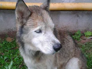 Cachorro raça husk siberiano idade  nome desconhecido