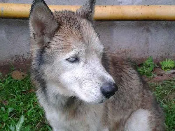 Cachorro ra a husk siberiano idade  nome desconhecido