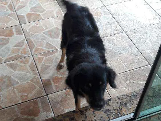 Cachorro raça Sem raça definida idade 1 ano nome Pitucha