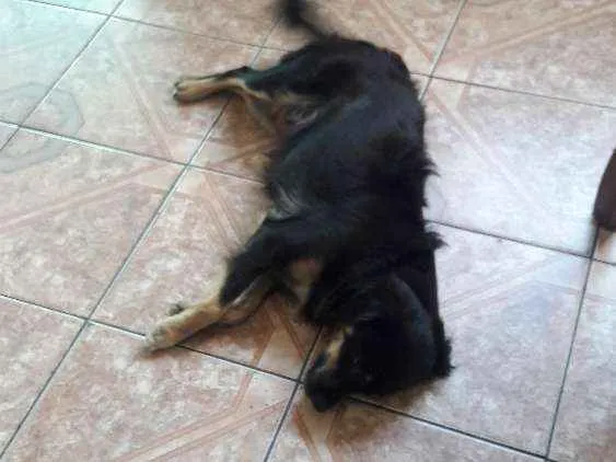 Cachorro raça Sem raça definida idade 1 ano nome Pitucha
