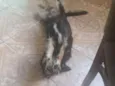 Pitucha