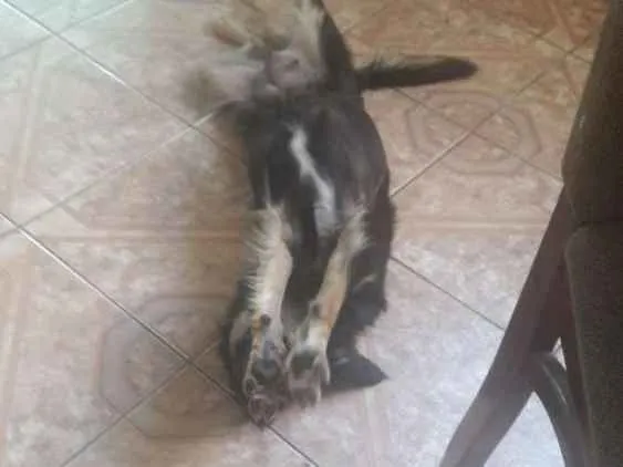 Cachorro raça Sem raça definida idade 1 ano nome Pitucha