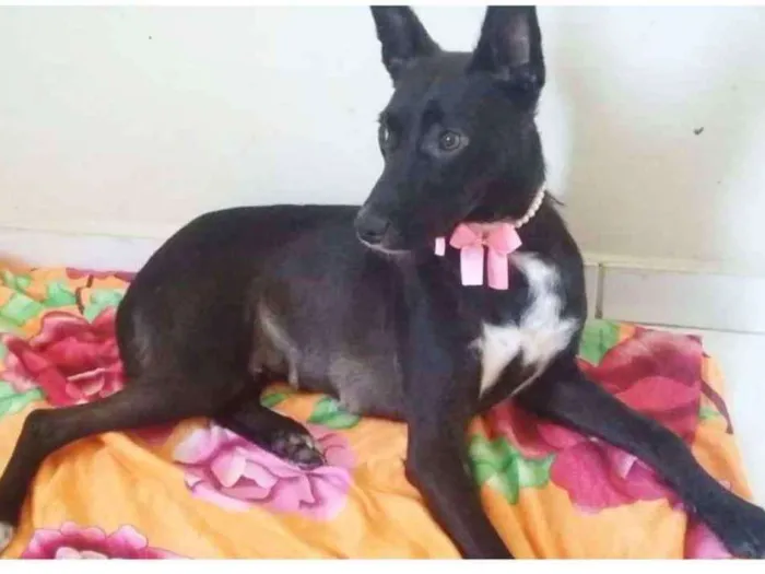 Cachorro ra a SRD idade 7 a 11 meses nome AMELINHA
