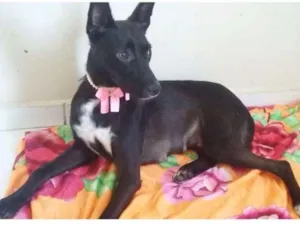 Cachorro raça SRD idade 7 a 11 meses nome AMELINHA