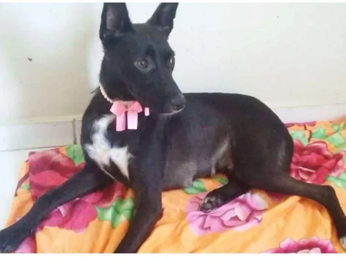 Cachorro ra a SRD idade 7 a 11 meses nome AMELINHA