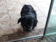Pitucha