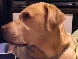 Cachorro raça Labrador idade 5 anos nome Galileu