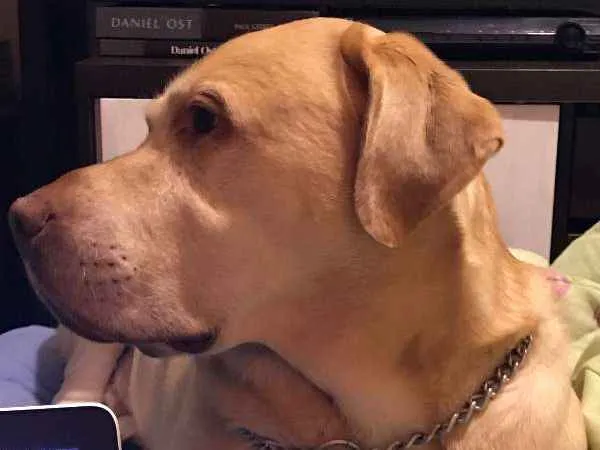 Cachorro ra a Labrador idade 5 anos nome Galileu