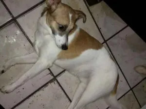 Cachorro raça Indefinida idade 1 ano nome Wiski