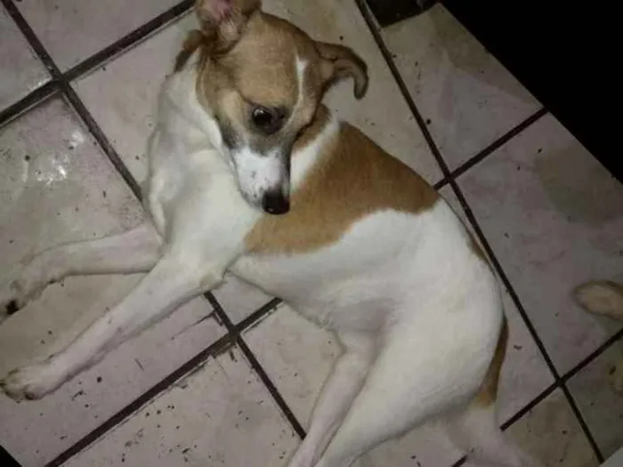 Cachorro ra a Indefinida idade 1 ano nome Wiski