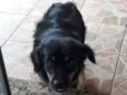 Pitucha