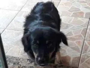 Cachorro raça Sem raça definida idade 1 ano nome Pitucha