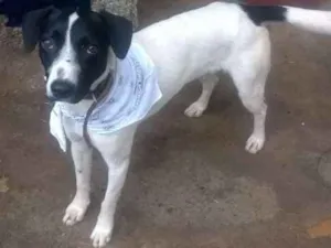 Cachorro raça SEM RAÇA DEFINIDA idade 7 a 11 meses nome FLASH