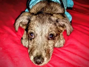Cachorro raça SDR idade 2 a 6 meses nome Baqueta
