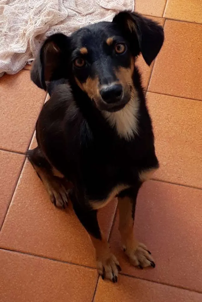 Cachorro ra a Bacê- lata idade 7 a 11 meses nome Lolita