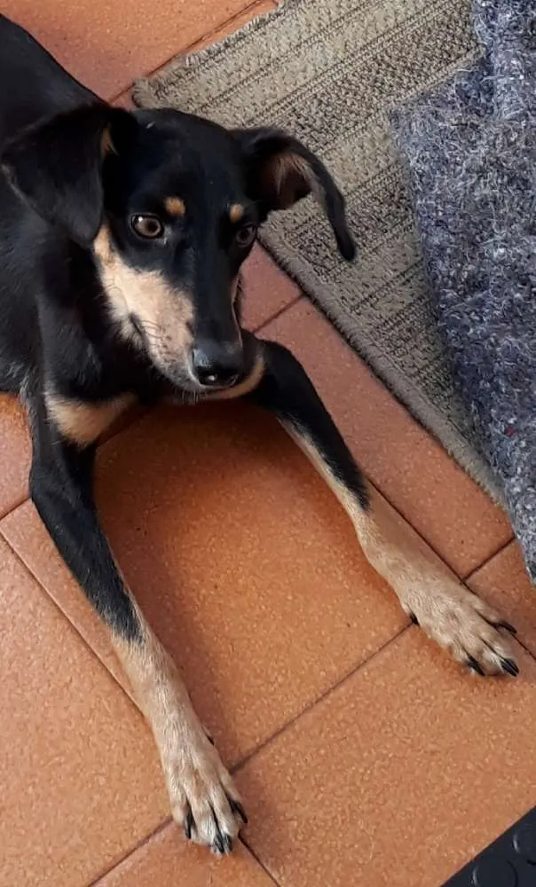 Cachorro ra a Bacê- lata idade 7 a 11 meses nome Lolita