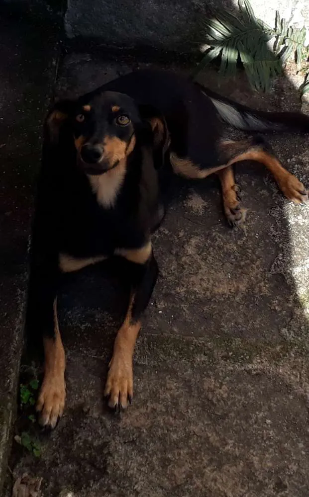 Cachorro ra a Bacê- lata idade 7 a 11 meses nome Lolita