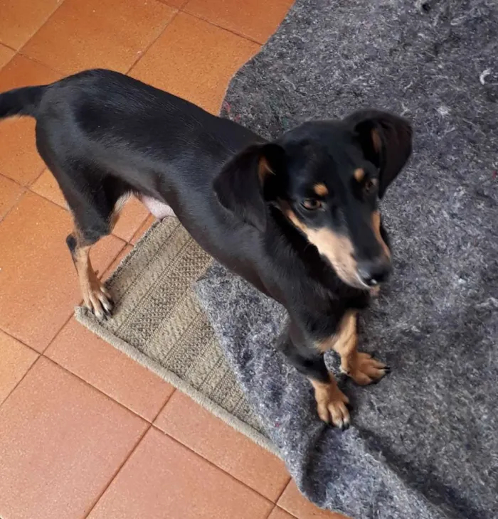 Cachorro ra a Bacê- lata idade 7 a 11 meses nome Lolita