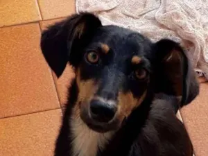Cachorro raça Bacê- lata idade 7 a 11 meses nome Lolita