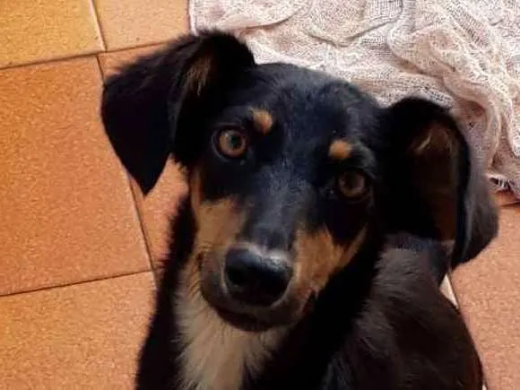 Cachorro ra a Bacê- lata idade 7 a 11 meses nome Lolita