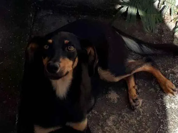 Cachorro ra a Bacê- lata idade 7 a 11 meses nome Lolita
